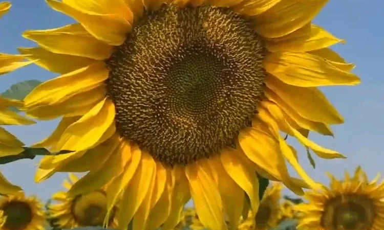 Соняшник Альдазор - высокоурожайный гибрид - фото № 4