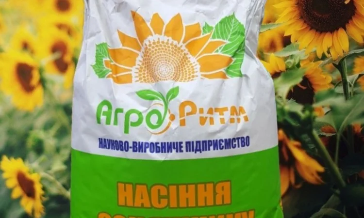 Соняшник Рекольд під Гранстар - фото № 1