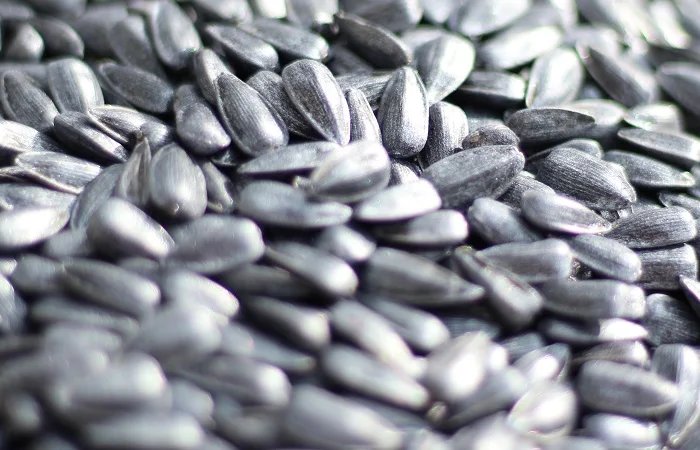 Соняшник Рекольд під Гранстар - фото № 2