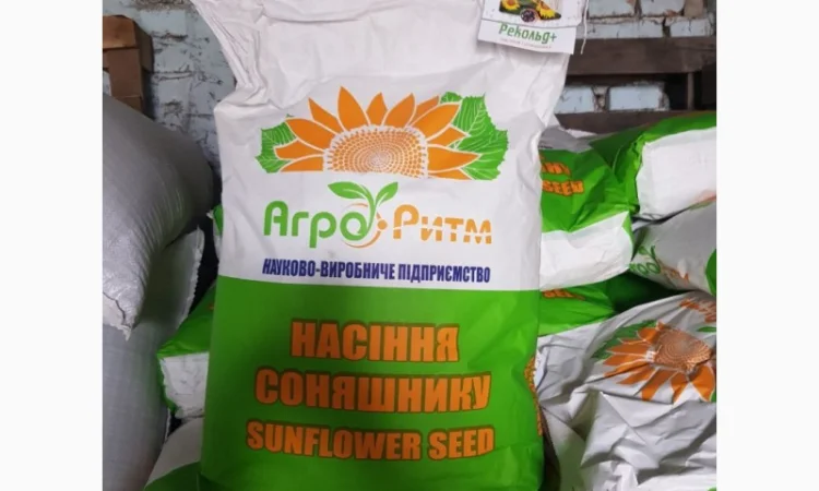 Соняшник Рекольд під Гранстар - фото № 4