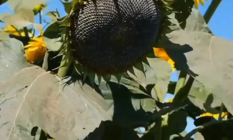 Продажа качественного семени подсолнечника Рекольд - фото № 2