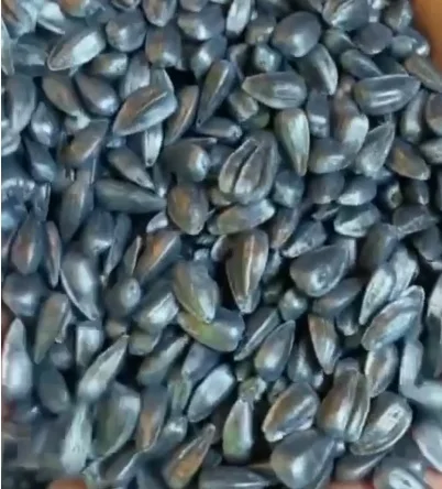 Продажа качественного семени подсолнечника Рекольд - фото № 3