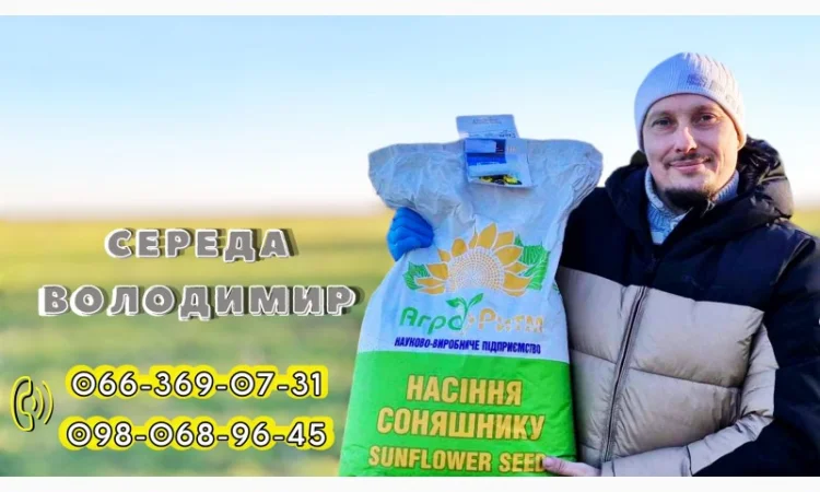 Продажа качественного семени подсолнечника Рекольд - фото № 5