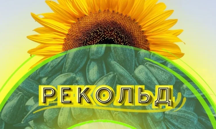 Продажа качественного семени подсолнечника Рекольд - фото № 1