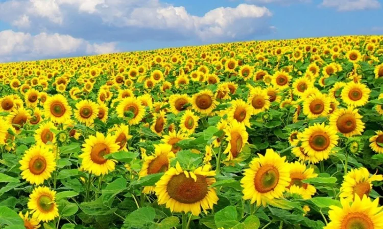 Соняшник АР Імпульс – гібрид з високою врожайністю - фото № 1