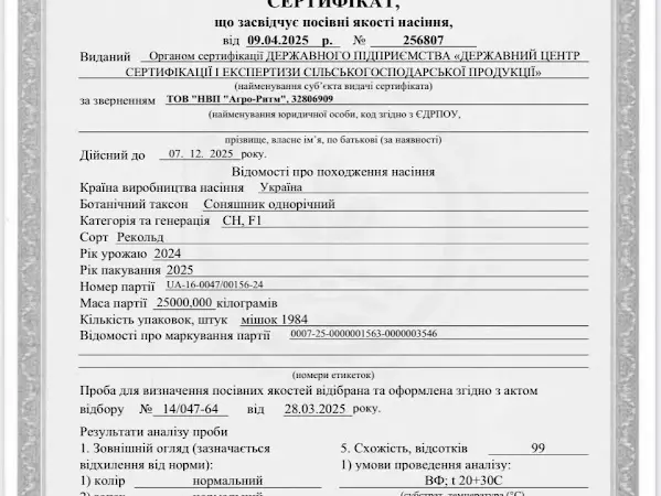 Соняшник Рекольд - фото № 5