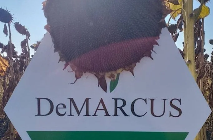 Соняшник Флокі – высокоурожайный сорт - фото № 2