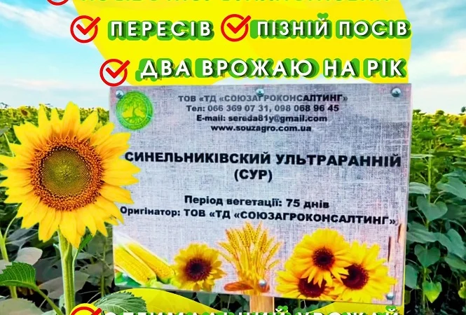 Сортовой соняшник Синельниківський УльтраРанній (СУР) на продаж - фото № 1