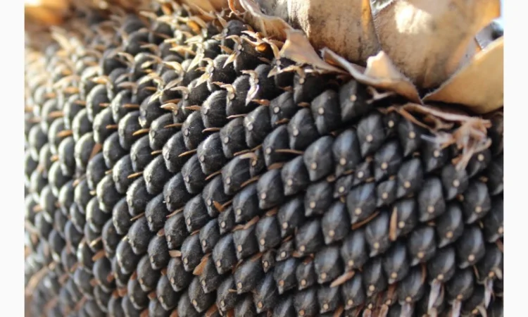 Сорт подсолнечника Володимир - ранний и высокоурожайный - фото № 1