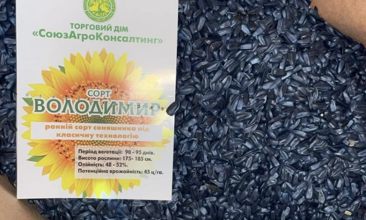 Сорт подсолнечника Володимир - ранний и высокоурожайный - фото № 2