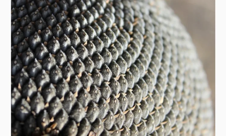 Посівмат соняшника Володимир, 90-95 днів, протруєний, Екстра, класичний сорт - фото № 1