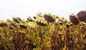 Насіння соняшника АР 1801 для агрономів - фото № 1