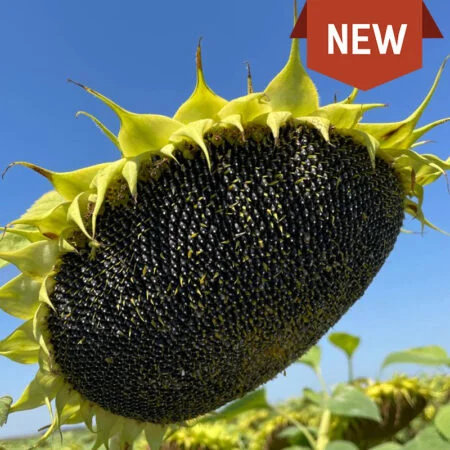 Насіння Соняшника Магнум для продажа - фото № 1