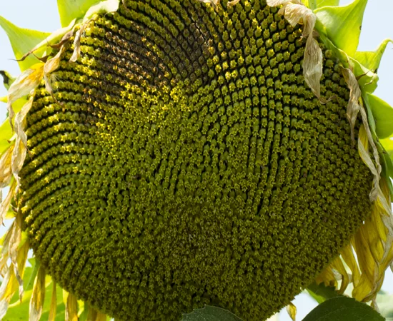 Семена соняшника Гранд Адмірал (гранстар 50 г) у продажу - фото № 1