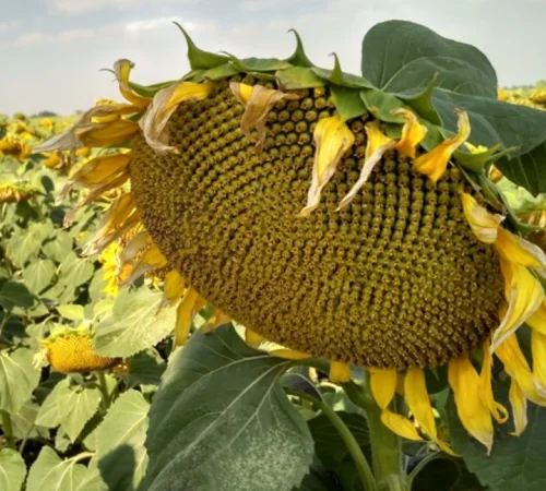 Насіння соняшника Альдазор під Гранстар - фото № 1