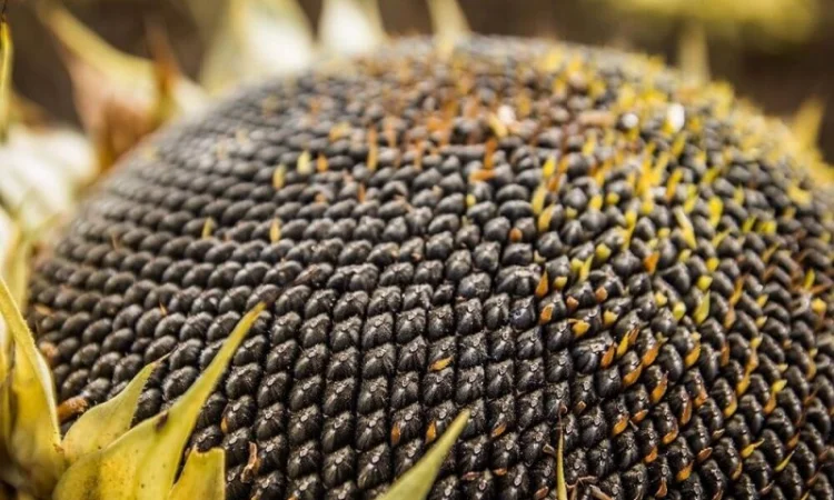 Насіння Соняшника Шенон Під Гранстар - Продаж - фото № 1