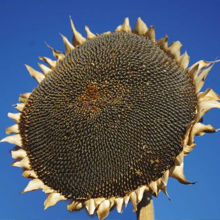 Насіння соняшника Карлос для Євролайтинг - фото № 1