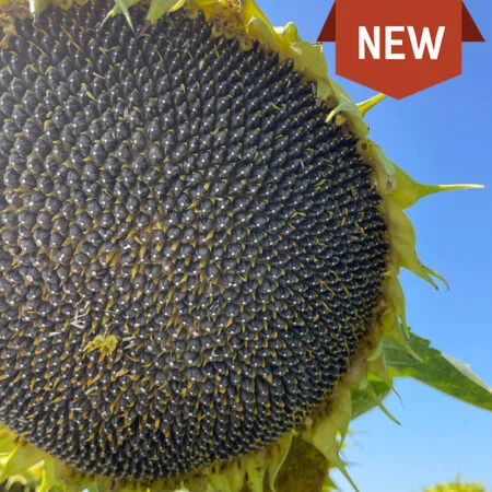 Насіння соняшника Вегас під Гранстар – высокая урожайность - фото № 1