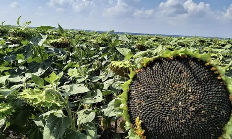 Насіння соняшника Бомонд під Гранстар - фото № 1