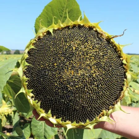 Насіння соняшника Амато під Гранстар у продажу - фото № 1