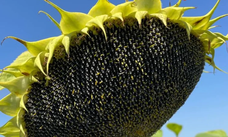 Насіння соняшника Альмера в продаже - фото № 1