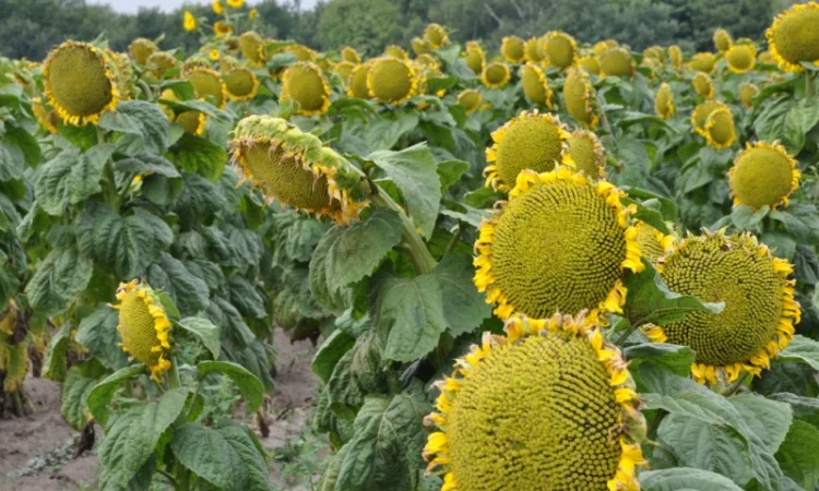 Компанія виробник гуртом продає пелети з лушпиня соняшника від 23 т, Харківська обл. - фото № 2