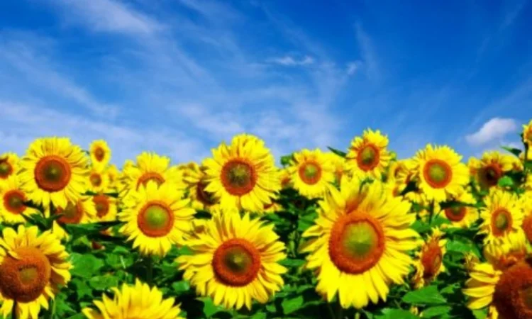 Куплю подсолнечник 46/3/8, 48/2/7 - фото № 1