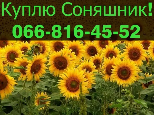 Купую соняшник на постійній основі - фото № 1