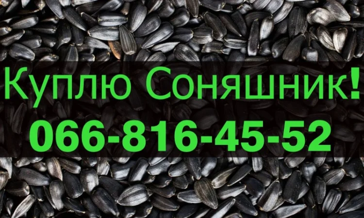 Купую соняшник від виробника - фото № 1