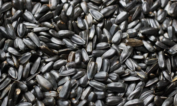 Покупаем кондитерскую семечку крупным оптом - фото № 1