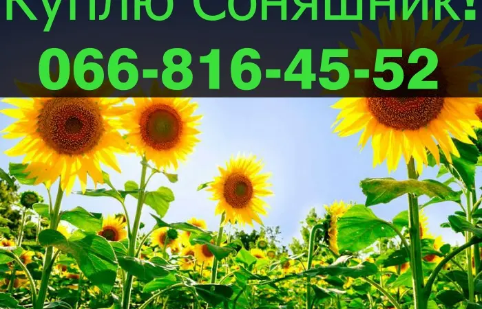 Закупівля соняшнику від виробника - фото № 1