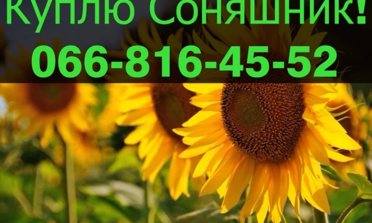 Купівля соняшника у великих обсягах! - фото № 1