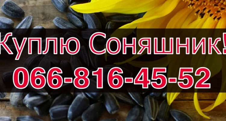 Купуємо соняшник! Високі ціни та швидкий розрахунок - фото № 1
