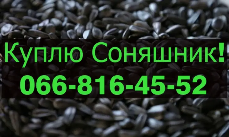 Закуповуємо соняшник на постійній основі - фото № 1