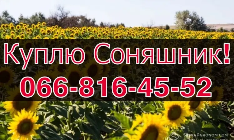 Купуємо соняшник на вигідних умовах - фото № 1