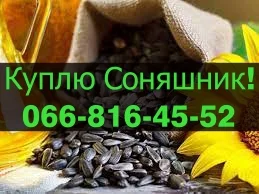 Закупівля соняшника за найвищими цінами - фото № 1