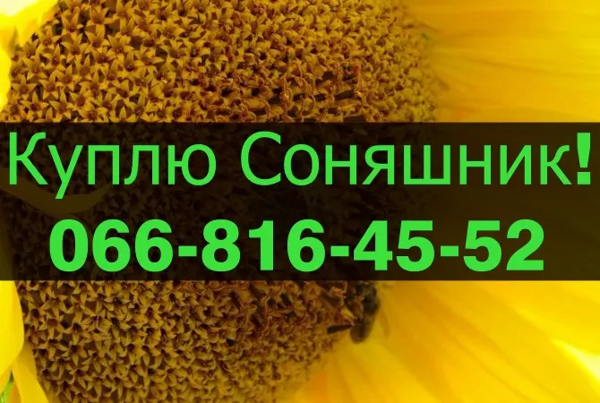 Закупівля соняшнику оптом з оплатою на вагах - фото № 1