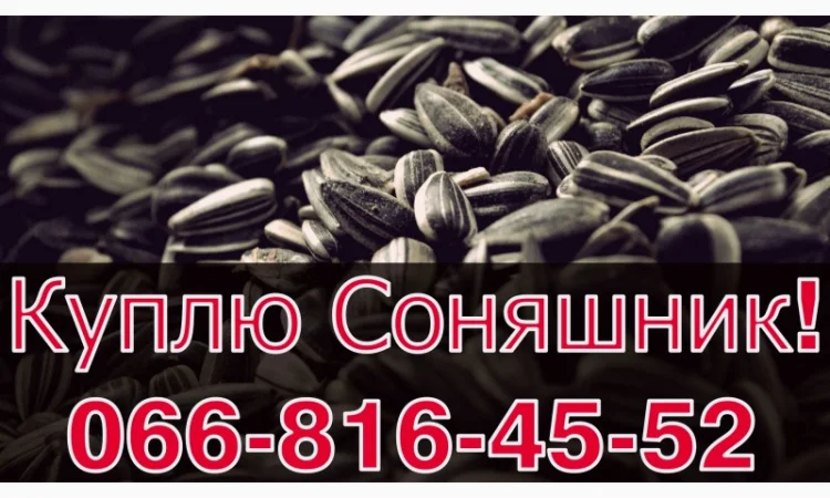 Закупівля соняшнику у необмежених обсягах! Щодня - фото № 1