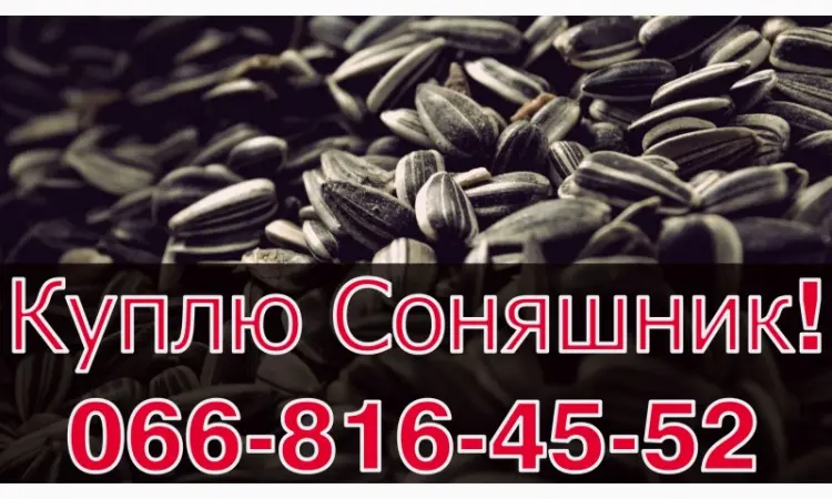 Закупівля соняшнику у необмежених обсягах! Щодня - фото № 1