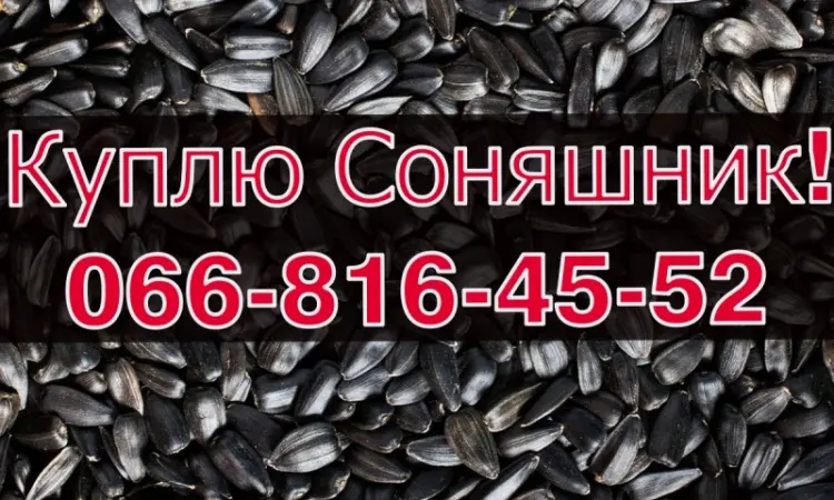 Купуємо соняшник оптом без вихідних у Полтаві - фото № 1