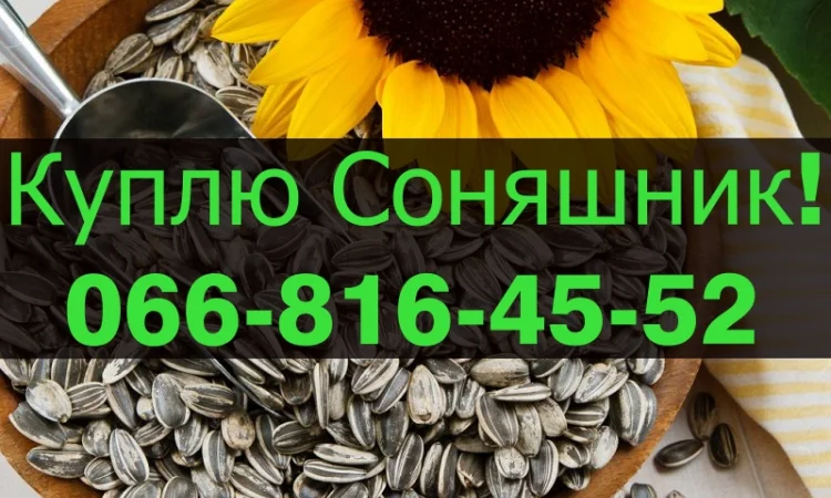 Купуємо соняшник на постійній основі! Оплата на вагах - фото № 1