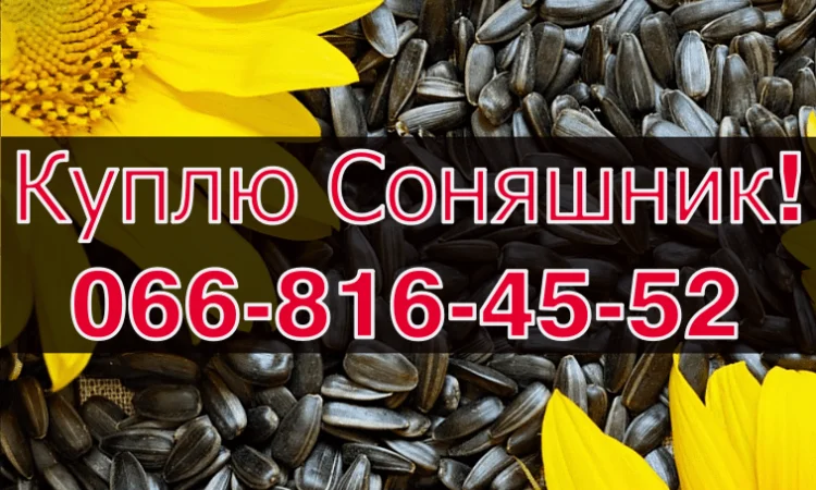 Куплю соняшник за високою ціною! Сушка та зберігання зернових - фото № 1