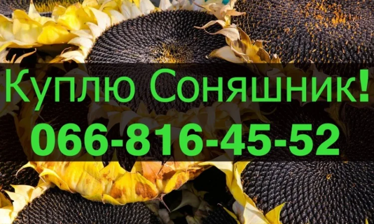 Закупаем подсолнечник по высоким ценам! Оплата на месте! - фото № 1