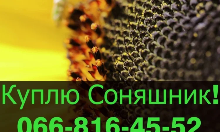 Переробне підприємство оголошує про закупівлю СОНЯШНИК - фото № 1