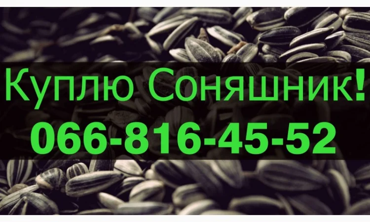 Купую соняшник за вигідною ціною! - фото № 1
