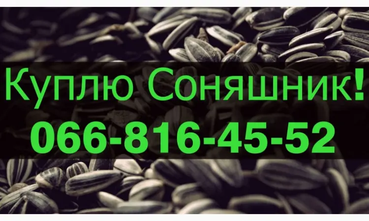 Куплю подсолнечник по выгодной цене! - фото № 1
