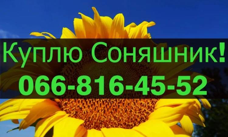 Закупівля соняшнику за привабливими цінами - фото № 1