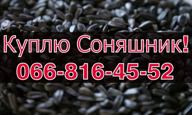 Закупівля соняшнику урожай 2024! Оплата на вагах - фото № 1