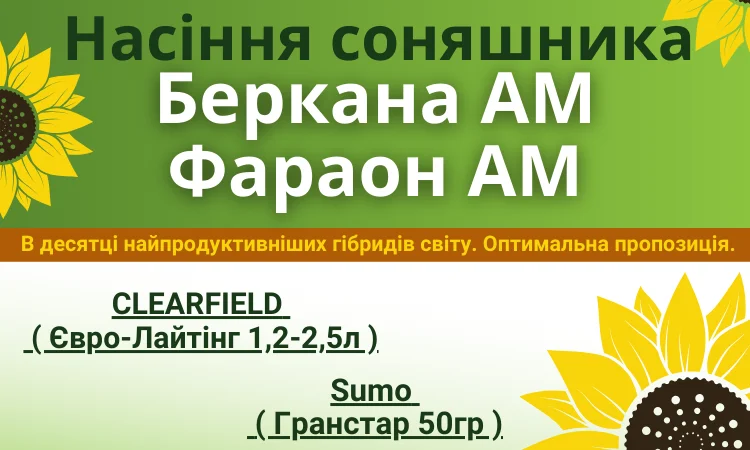 Насіння соняшника. Доступно для продажу - фото № 1