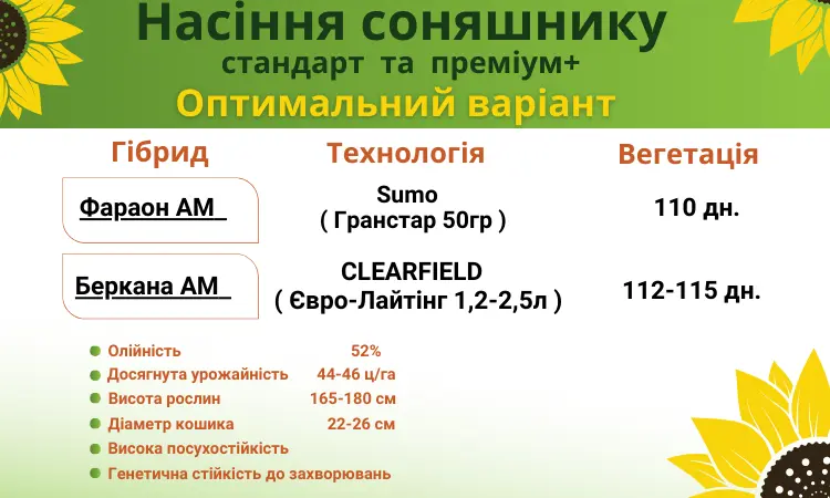 Насіння соняшника. Доступно для продажу - фото № 2